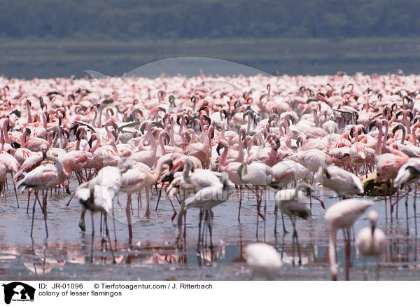 colonyof lesser flamingos / JR-01096